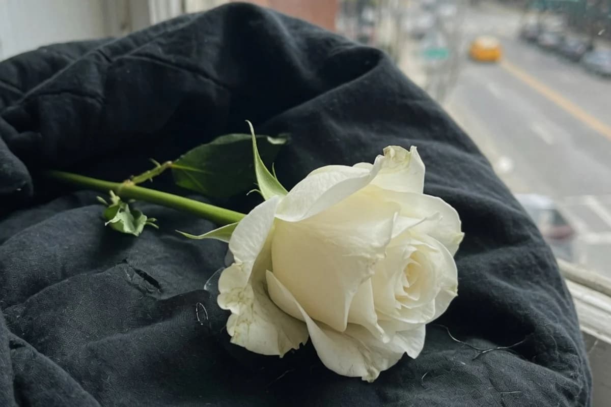 Un trandafir alb pe o stofă închisă la culoare, Sectorul 3, București
