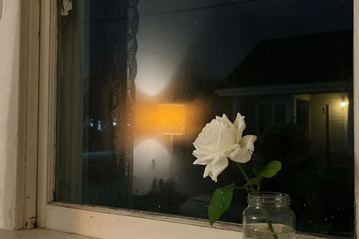Un trandafir alb pe pervazul unei ferestre, în lumină slabă, Sectorul 5, București